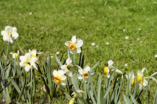 Fototapeta Naklejka Na Ścianę i Meble -  Narcissus in a row. Flowers in the bottom left corner. Beautiful color effects.
