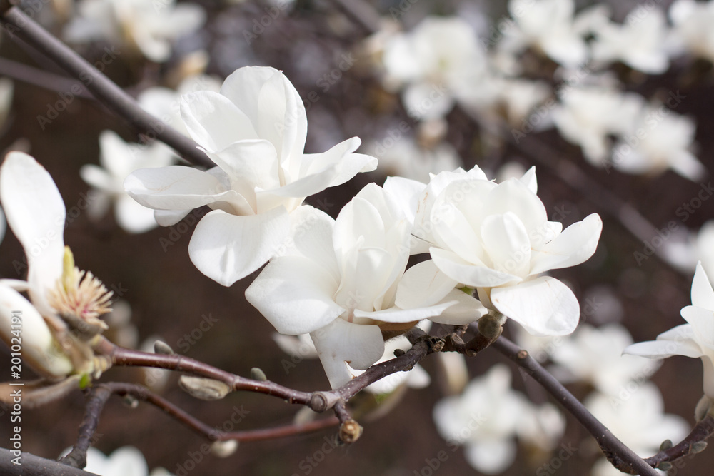 White magnolia flowers in bloom close up White magnolia flowers in bloom close up