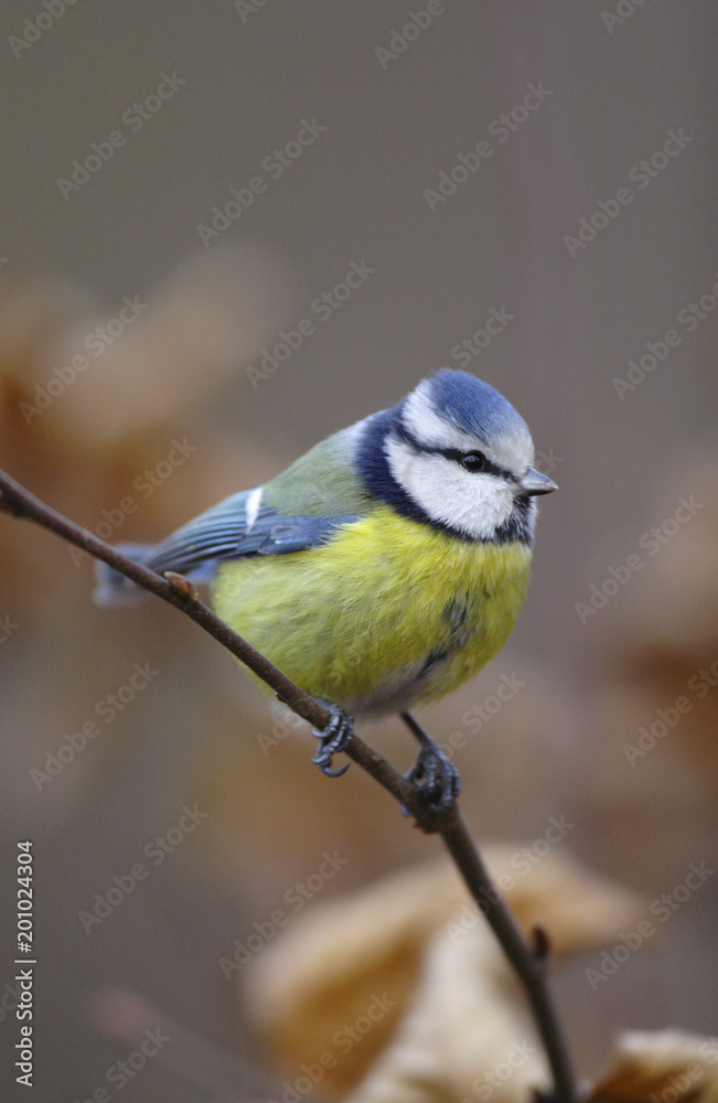 Naklejka premium Single Blue tit bird on a tree branch during a spring nesting period