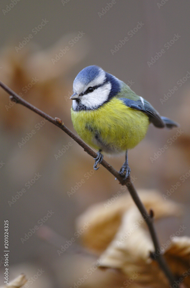 Fototapeta premium Single Blue tit bird on a tree branch during a spring nesting period