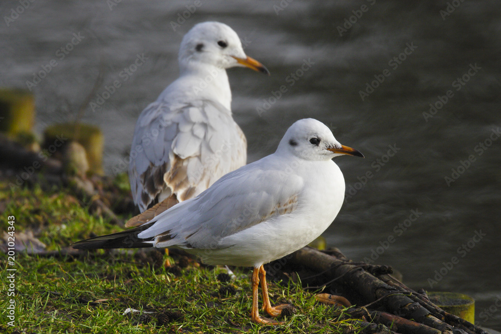 Group of Laughing Gull birds in a park during early spring nesting period Group of Laughing Gull birds in a park during early spring nesting period