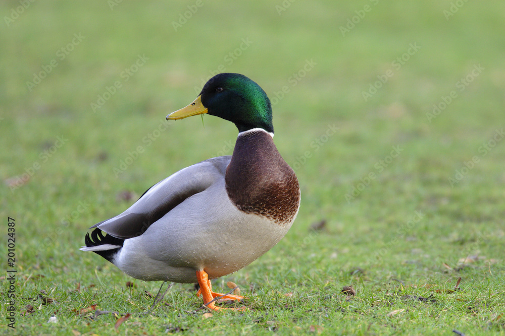Single male Mallard Duck bird on sandy wetlands during a spring nesting period Single male Mallard Duck bird on sandy wetlands during a spring nesting period