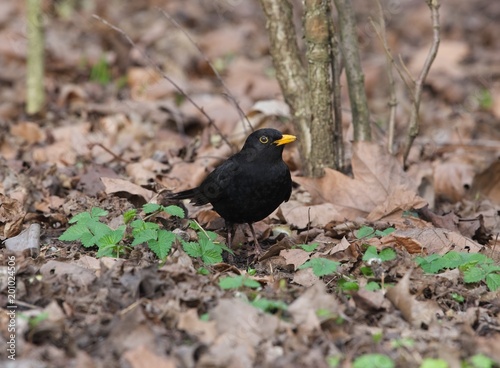 kos szukający pożywienia w parku