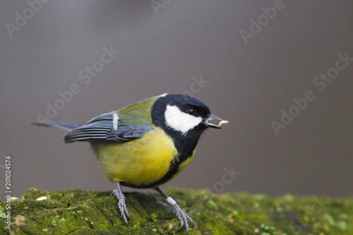 Single Great tit bird on a tree branch during a spring nesting period