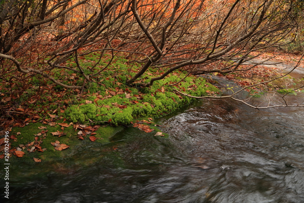 Fototapeta premium 秋の獅子ヶ鼻湿原 Shishigahana-wetlands in autumn / Nikaho, Akita, Japan