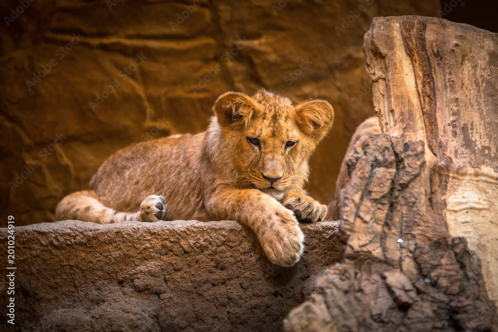 Fototapeta premium Cute baby lion lying on the rock