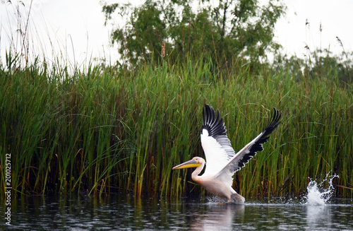 Pelikan (Donaudelta) photo