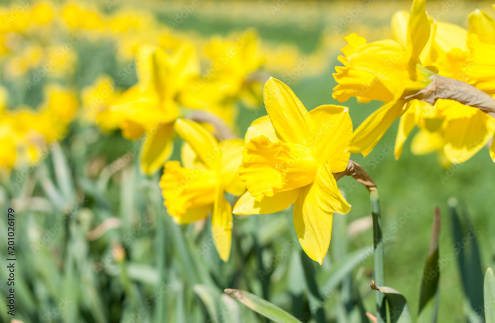 bright fresh yellow daffodils background