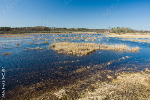 Wetland wild meadows and forest