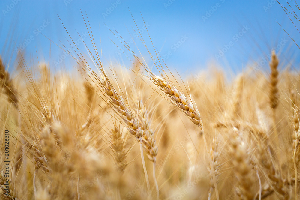 Gold ripe wheat field in bright blue sky Gold ripe wheat field in bright blue sky