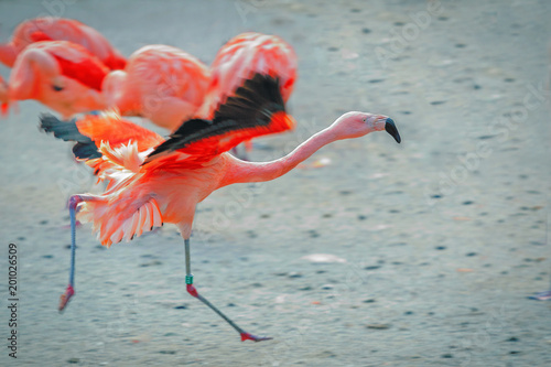 Pink flamingos dancing.