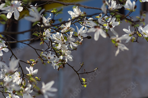 springtime blossom branch of tree on city facades