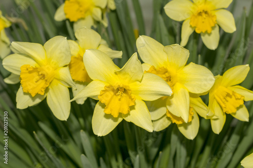 Fototapeta Naklejka Na Ścianę i Meble -  Yellow flowers in early spring day.