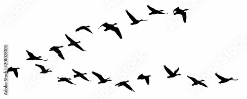 Flight of birds.