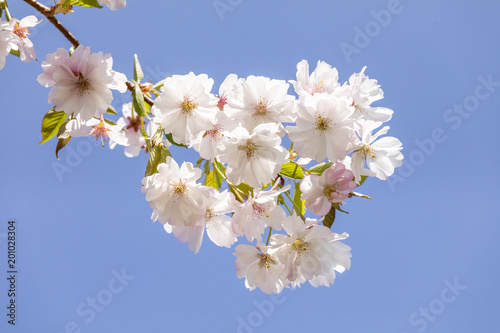 detail of blooming cherry bud of tree
