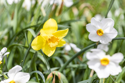 Fototapeta Naklejka Na Ścianę i Meble -  detail of blooming narcissus flower