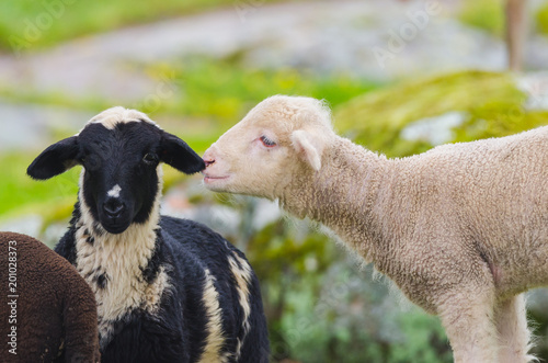funny lambs in a meadow from Extremadura