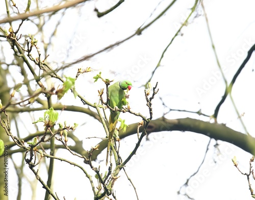 papuga jedząca liście na drzewie