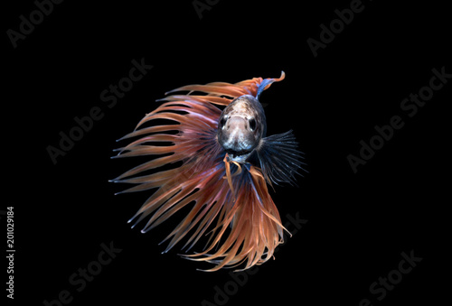 Beautiful siamese fighting fish isolated on black background