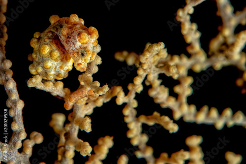 Yellow Bargibanti Pigmy Sea Horse in Tulamben Bali photo