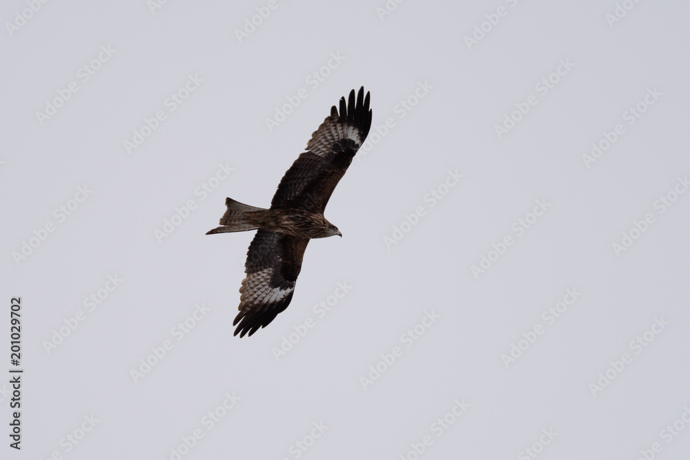 Obraz premium Black kite in the sky