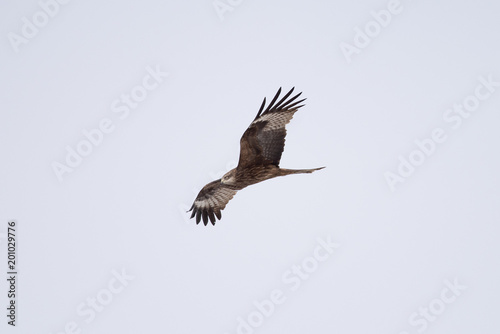 Black kite in the sky