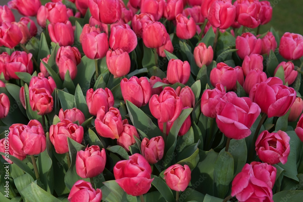 Fototapeta premium kilkadziesiąt różowych tulipanów