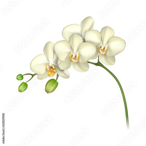 White orchid realistic white background. Tropical exotic flower. Vector illustration