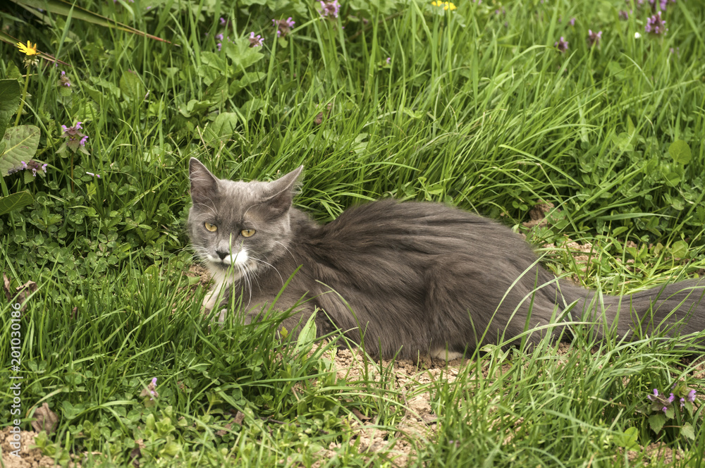 Young gray female cat lying on fresh green grass spring meadow