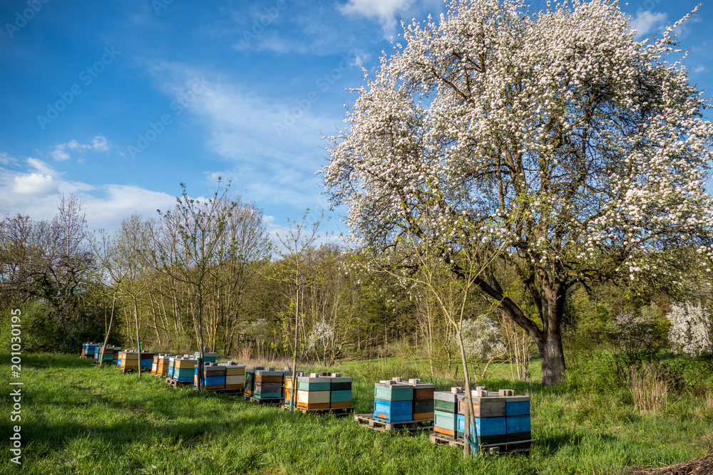Bienenkasten im Frühjahr