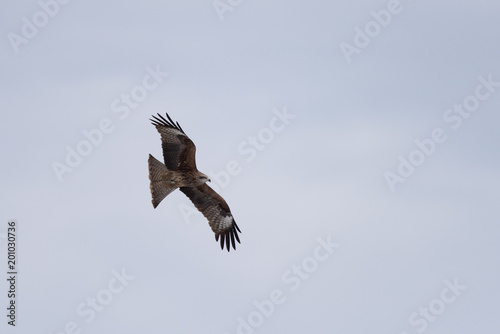 Black kite in the sky