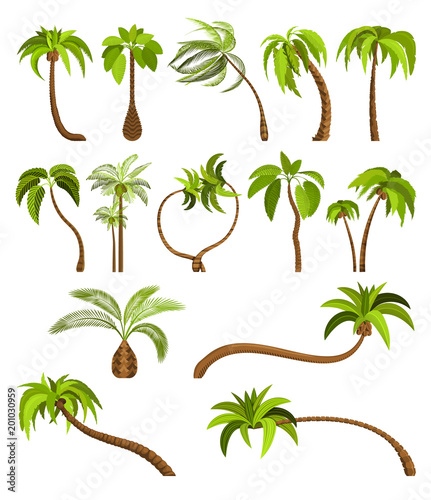 Palm trees isolated on white background. Beautiful vectro palma tree set vector illustration
