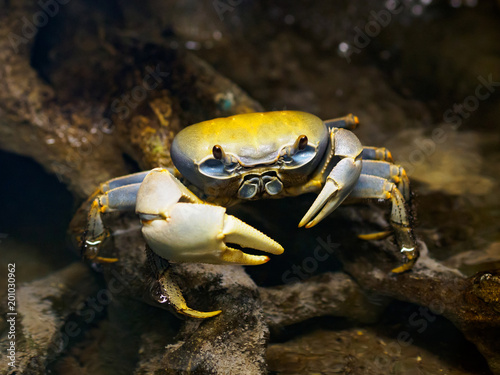 Rainbow crab (cardisoma armatum) photo