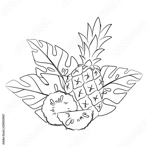 vector contour tropical pineapple  exotic leaf monstera  pattern coloring book