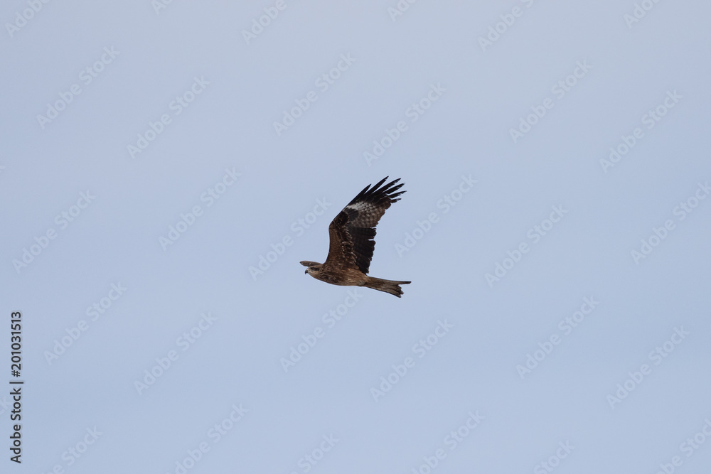Fototapeta premium Black kite in the sky