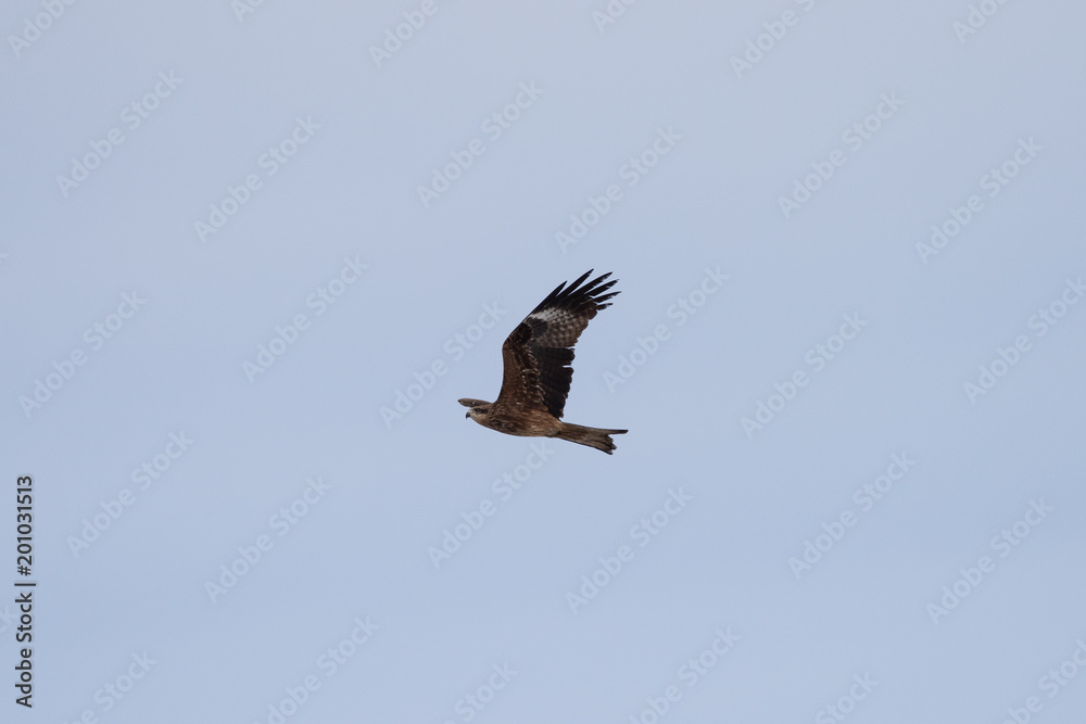 Black kite in the sky