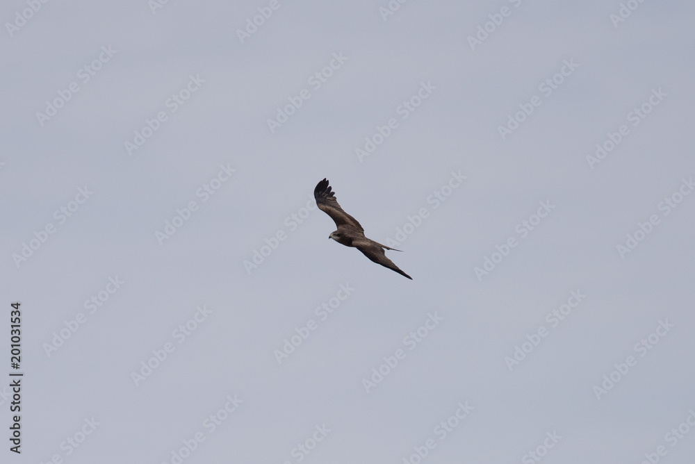 Black kite in the sky