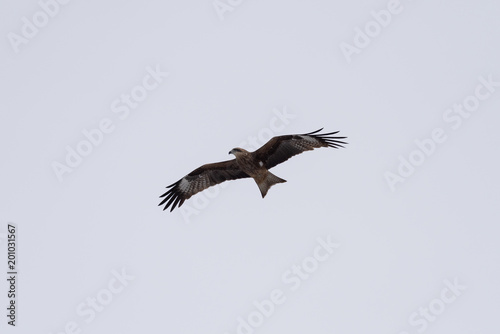 Black kite in the sky