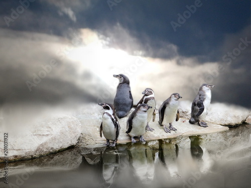 Penguins by water