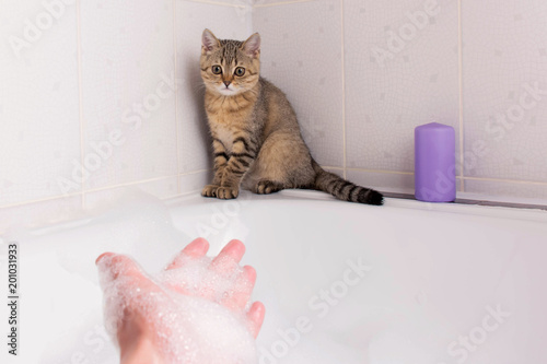 Scottish cat with big eyes in the bathroom.