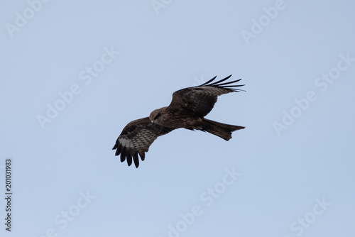 Black kite in the sky © faustasyan