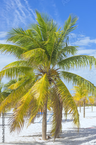 Earthly paradise  palm trees sun and sand near the sea