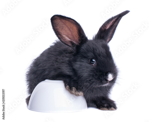 Black rabbit in front of white background photo