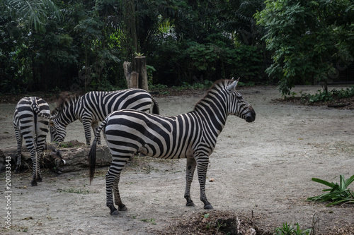 Group of beautiful striped zebras relaxing in Singapore. Profile view of zebra in foreground.