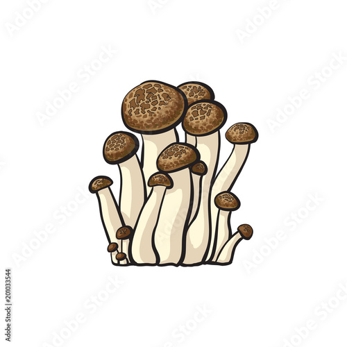 Brown beech mushrooms icon. Hand drawn edible fungus. Sketch style natural organic vitamin food. Healthy vegetarian gourmet ingredient. Vector isolated illustration
