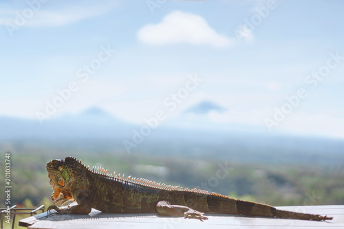 Selective focus of sunbathing iguana with blue sky on background, Bali, Indonesia