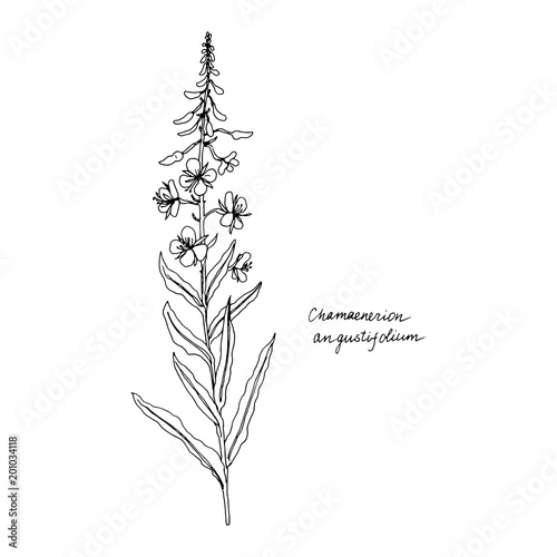 Ink drawing plant of willow herb