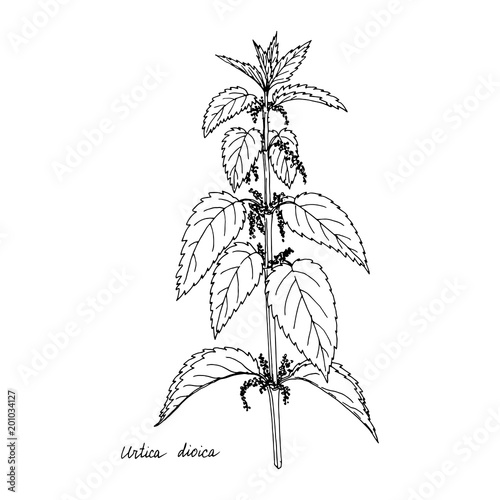 Ink drawing plant of nettle