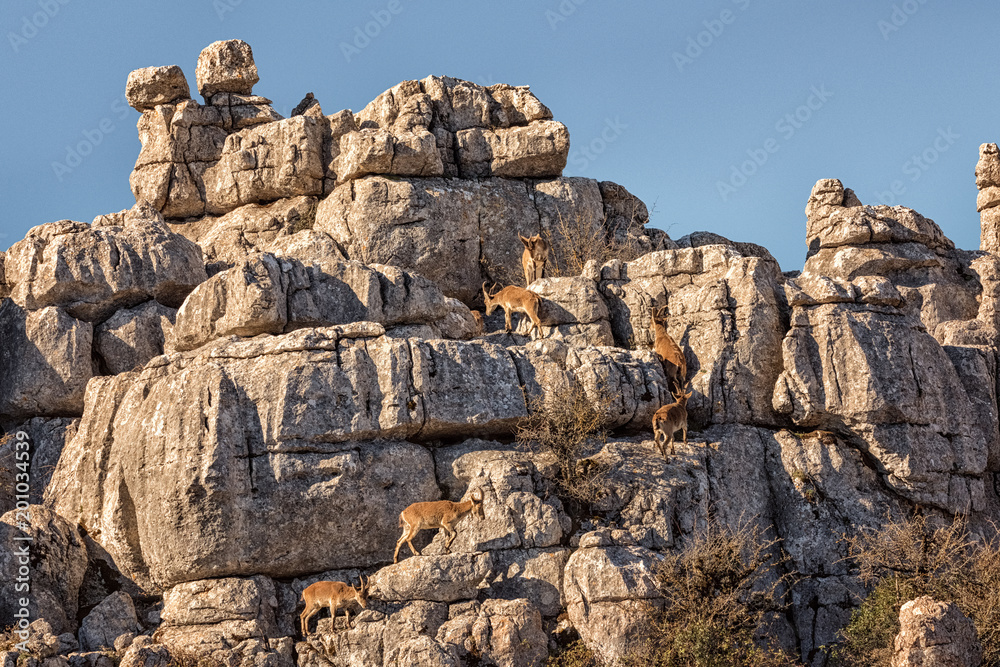 Iberian Ibex, Capra pyrenaica, El Torcal, Andalusia