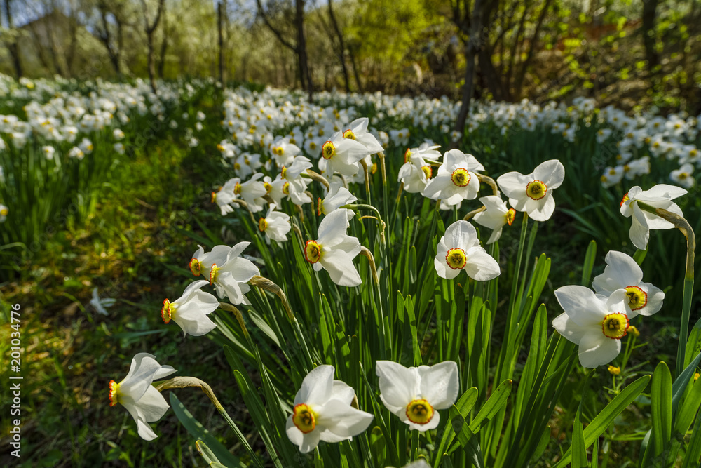 Spring landscape with daffodils among trees on a hill Spring landscape with daffodils among trees on a hill